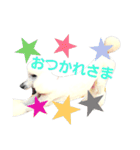 スタンダードプードルみちゅ♡((挨拶ver.))（個別スタンプ：5）