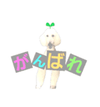 スタンダードプードルみちゅ♡((挨拶ver.))（個別スタンプ：6）