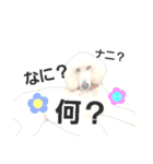 スタンダードプードルみちゅ♡((挨拶ver.))（個別スタンプ：8）