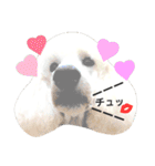 スタンダードプードルみちゅ♡((挨拶ver.))（個別スタンプ：16）