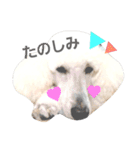 スタンダードプードルみちゅ♡((挨拶ver.))（個別スタンプ：19）