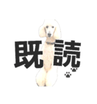 スタンダードプードルみちゅ♡((挨拶ver.))（個別スタンプ：20）