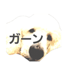スタンダードプードルみちゅ♡((挨拶ver.))（個別スタンプ：22）