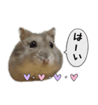 ハムスターはなまるさんのはなまる日和 2（個別スタンプ：1）