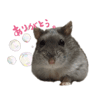 ハムスターはなまるさんのはなまる日和 2（個別スタンプ：8）