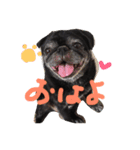 pug達（個別スタンプ：1）