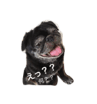 pug達（個別スタンプ：2）