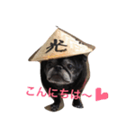 pug達（個別スタンプ：5）