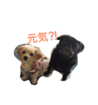 pug達（個別スタンプ：6）