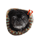 pug達（個別スタンプ：7）