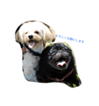pug達（個別スタンプ：8）