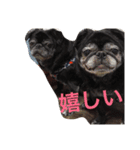 pug達（個別スタンプ：9）