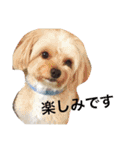 pug達（個別スタンプ：12）