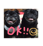 pug達（個別スタンプ：14）