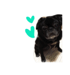 pug達（個別スタンプ：15）