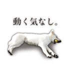 ホワイトシェパード☆ルウ☆LOUP②（個別スタンプ：3）