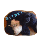 のあ桜(コッカー)+える（個別スタンプ：5）