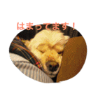 のあ桜(コッカー)+える（個別スタンプ：36）