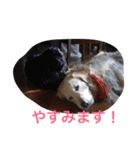 のあ桜(コッカー)+える（個別スタンプ：39）