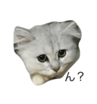 猫詰め合わせ疑問文編（個別スタンプ：1）
