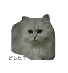 猫詰め合わせ疑問文編（個別スタンプ：2）
