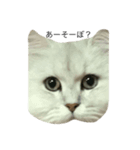 猫詰め合わせ疑問文編（個別スタンプ：3）