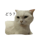 猫詰め合わせ疑問文編（個別スタンプ：5）