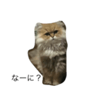 猫詰め合わせ疑問文編（個別スタンプ：6）