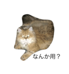 猫詰め合わせ疑問文編（個別スタンプ：7）