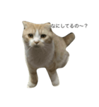 猫詰め合わせ疑問文編（個別スタンプ：8）