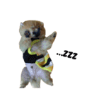 リアルDOG ポメラニアン ルイの日常（個別スタンプ：14）