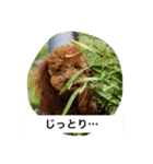 熱海生まれブラン姫（個別スタンプ：3）