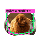 熱海生まれブラン姫（個別スタンプ：4）