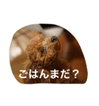 熱海生まれブラン姫（個別スタンプ：5）