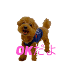 トイプードルジルのお返事（個別スタンプ：1）