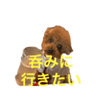 トイプードルジルのお返事（個別スタンプ：6）