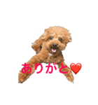 トイプードルジルのお返事（個別スタンプ：7）