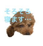 トイプードルジルのお返事（個別スタンプ：8）