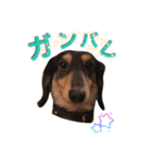 マタチャン（個別スタンプ：6）