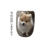 ポメです（個別スタンプ：1）