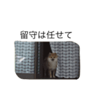 ポメです（個別スタンプ：19）