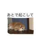 ポメです（個別スタンプ：21）