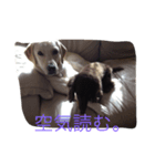 我が犬（個別スタンプ：3）