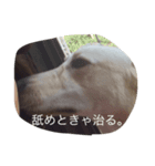 我が犬（個別スタンプ：7）