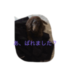 我が犬（個別スタンプ：8）