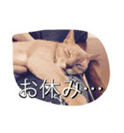 ねこ・猫・ねこ（個別スタンプ：3）