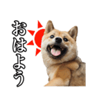 毎日使える、柴犬こはるのスタンプ（個別スタンプ：1）