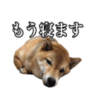 毎日使える、柴犬こはるのスタンプ（個別スタンプ：3）