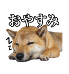 毎日使える、柴犬こはるのスタンプ（個別スタンプ：4）