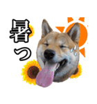 毎日使える、柴犬こはるのスタンプ（個別スタンプ：5）